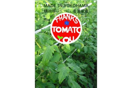 横浜育ち 『Thanks TOMATO』フルーツミニトマト