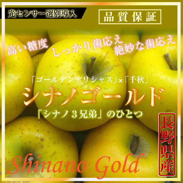 [予約 12月1日-12月20日の納品] シナノゴールド 約 2kg 5-6玉 大玉 秋ギフト 長野県産 りんご 林檎 冬ギフト お歳暮 御歳暮