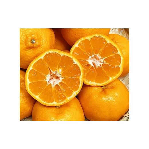 ふるさと納税 和歌山県 すさみ町 人気の柑橘を集めた！みかんの定期便