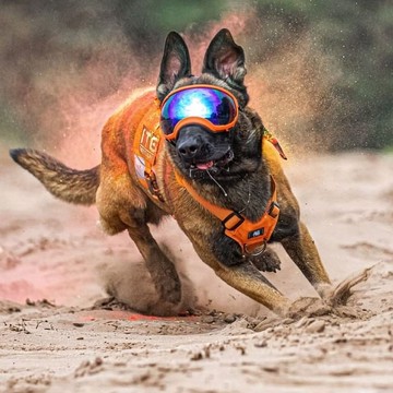 Onetigris 劍齒虎戰術胸帶