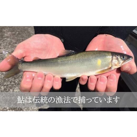 ふるさと納税 徳島県 海陽町 一夜干し風熟成天然波乗り鮎 約800g 16〜20尾 干物 一夜干し 鮎 天然 熟成 あゆ アユ 天然鮎 清流 海部川 川魚 簡単調理 冷凍