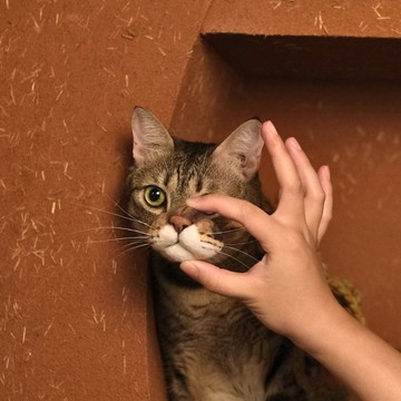 【客製化禮物】貓咪嘴邊肉訂製/羊毛氈磁鐵/貓咪鬍鬚收集器