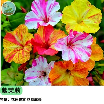 【童年回憶】紫茉莉種子 混合色 煮飯花/胭脂花 超好種 傍晚開花 香氣迷人 陽台庭院 多年生 自播性強