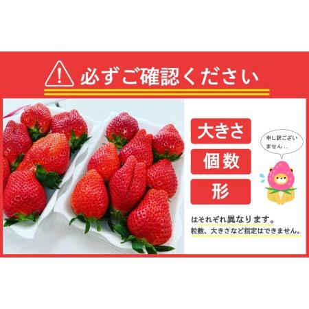 ふるさと納税 《先行予約》※1月上旬より順次発送※ いちご「 やよいひめ 」約350g×4パック 群馬県 千代田町 ＜斉藤いちご園＞ 群馬県千代田町