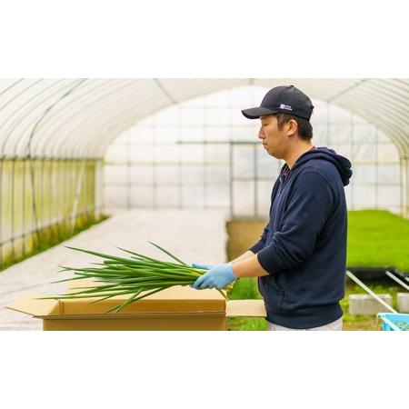 ふるさと納税 生産農家直送　京野菜・九条ねぎ  １kg×4回 京都府宇治田原町