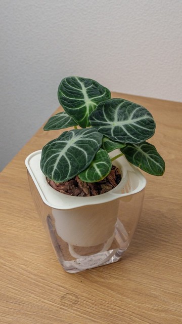 忍者觀音蓮 免澆水方形盆栽 室內植物 觀葉植物 禮物 盆栽
