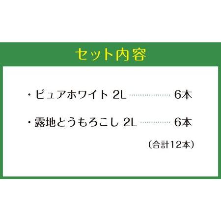 ふるさと納税 北海道産ピュアホワイト・露地とうもろこし　計12本 2024年8月下旬から発送開始予定 北海道旭川市