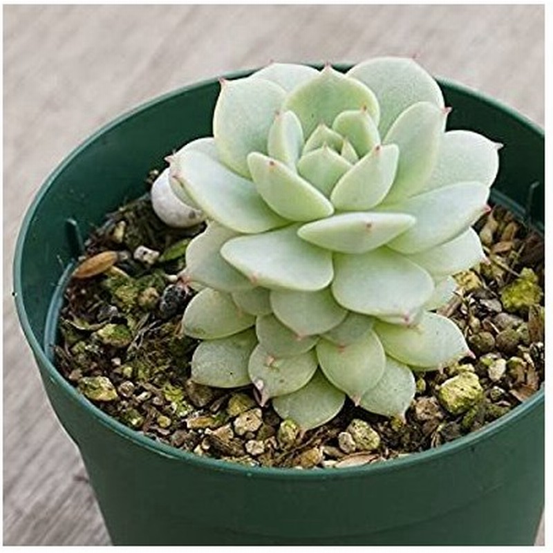 セイヤ 静夜 7 5cmポット エケベリア Echeveria Derenbergii 福岡県産 多肉植物 多肉 観葉植物 インテリアグリーン 寄せ植えに 本 通販 Lineポイント最大0 5 Get Lineショッピング