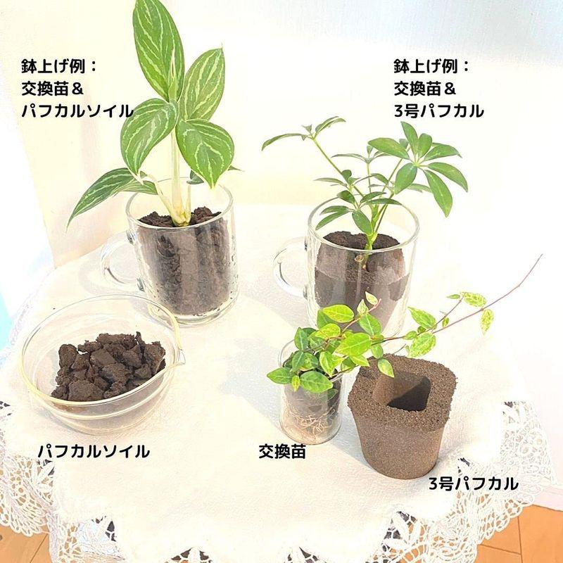 ミドリエデザイン 土を使わない 観葉植物 パフカル苗 交換苗 シェフレラ