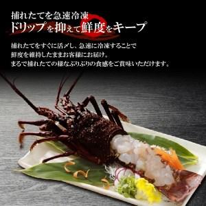 ふるさと納税 活き〆冷凍　特大伊勢海老１ｋｇ（１〜２尾） 鹿児島県和泊町