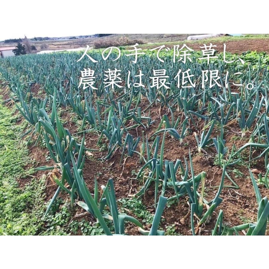 冬の鍋物に！甘くて柔らかい曲がりネギ　土付き20本（約3ｋｇ）福島県須賀川市の伝統野菜曲がりねぎ