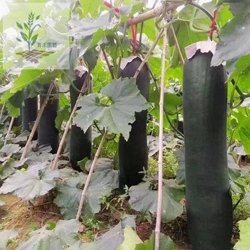 青禾園藝（冬瓜種子大全）粉皮大冬瓜種子 黑皮冬瓜種子白皮冬瓜水果早熟大冬瓜種子 大田家庭易種蔬菜種子 四季高產 可留種