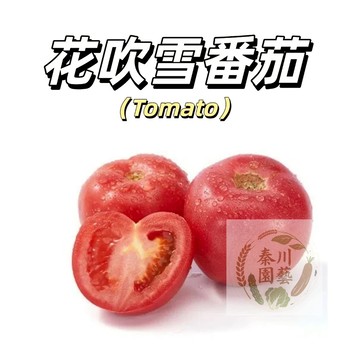 嘉義現貨（花吹雪番茄種子FQ-6）日本進口 紅大果西紅柿品種超甜脆微酸四季播種盆栽果菜蔬菜種子#tomato