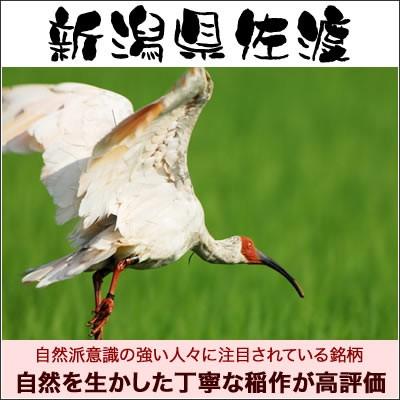 新米 令和5年産 お米 はさかけ米佐渡産コシヒカリ 米 玄米 25kg  送料無料 （北海道、九州、沖縄除く）