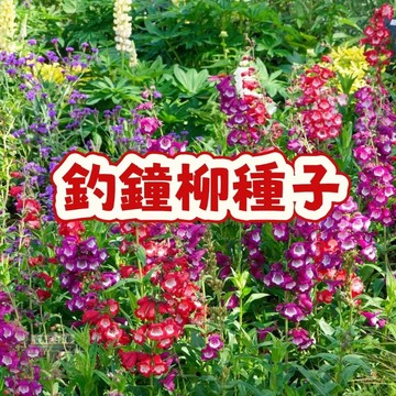 釣鐘柳種子 風鈴花種子 多年生開花植物 陽台盆栽 庭院花卉 易種植 花種子 開花不斷 四季可種 台灣氣候適用