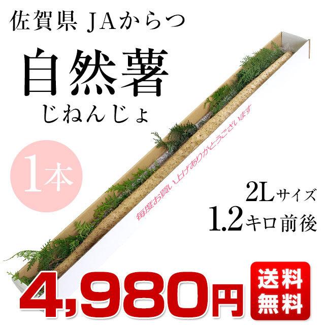 佐賀県より産地直送 JAからつ 自然薯 2Lサイズ 1本入 約1.2キロ 化粧箱 送料無料 じねんじょ 山芋 やまいも