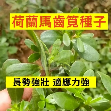 🌱早熟高產 荷蘭馬齒筧種植MCJ-2 生長勢強 長壽菜 耐旱 適應力強 五行草 母豬菜  藥 田園庭院盆栽蔬菜種子