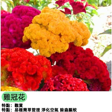佳美 現貨 雞冠花種子 多款雞冠花種子大全 藥材種籽 陽台庭院盆栽種植 雞冠花籽 大朵花 四季播種 新手易種 發芽率高