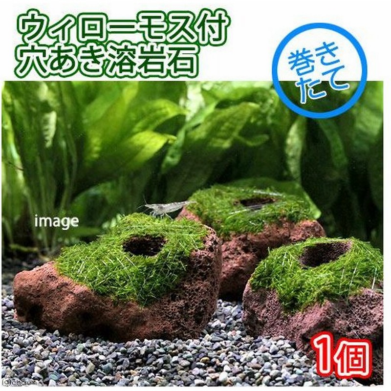 水草 巻きたて ウィローモス 穴あき溶岩石 無農薬 １個 通販 Lineポイント最大0 5 Get Lineショッピング