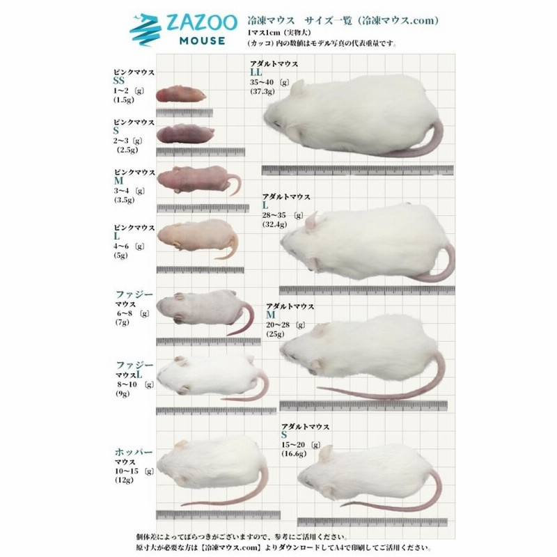 ZAZOO 国産 冷凍マウス ホッパー マウス 10〜15g 約6.5cm 真空 個別