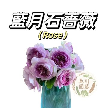 嘉義現貨（藍月石薔薇花種子MG-22）爬藤玫瑰種子 藍白色大花庭院陽台門拱籬笆灑下就能活懶人觀賞花海種子Rose