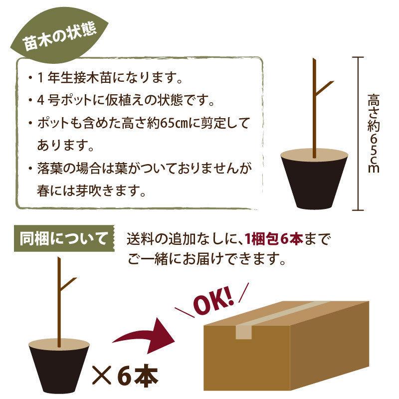 レモンの木 品種 とげなしレモン 小棘 苗木 庭木 植木 1年生 接木苗