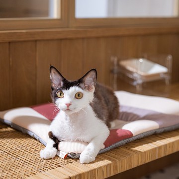 Miqoo 夏日感應式涼風墊