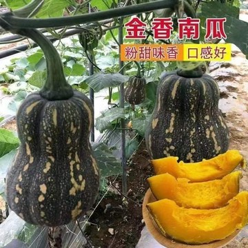 綠色家園|🌱🌱【南瓜大全種子】超多款南瓜種子 四季庭院陽台菜園種植 蔬菜種子 蜜本南瓜 貝貝南瓜 板栗南瓜 香芋南瓜