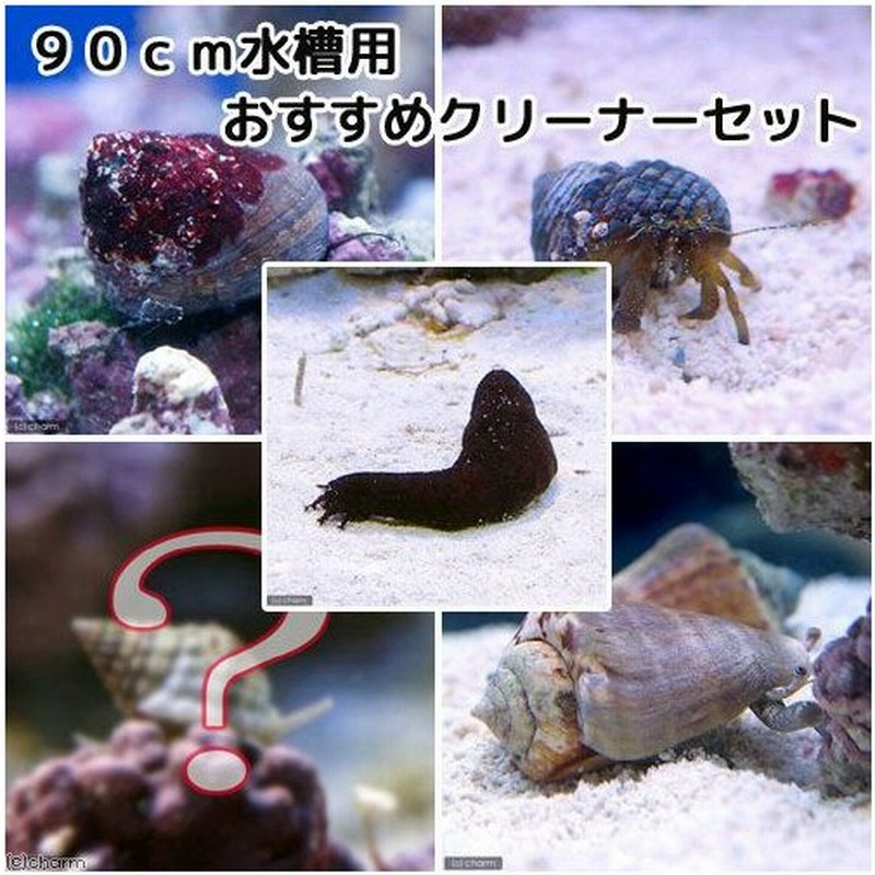 海水魚 貝 ヤドカリ ９０ｃｍ水槽用 おすすめクリーナーセット コケ 底砂の掃除 １セット 北海道航空便要保温 通販 Lineポイント最大0 5 Get Lineショッピング