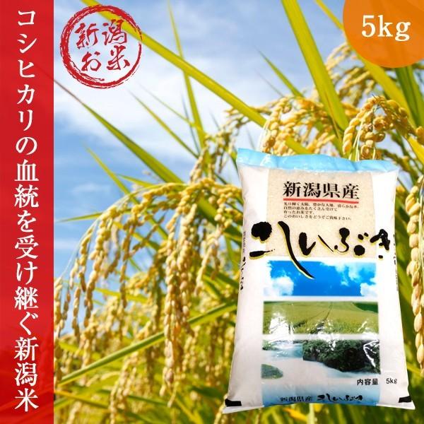 新米 白米 新潟 こしいぶき 5kg 令和5年度 コシイブキ 激安