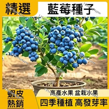 💥臺灣現貨 藍莓種子大全（1000粒） 四季可種 奧尼爾盆栽 地栽庭院陽台種植 藍莓種子 當年結果 庭院陽台盆栽種植