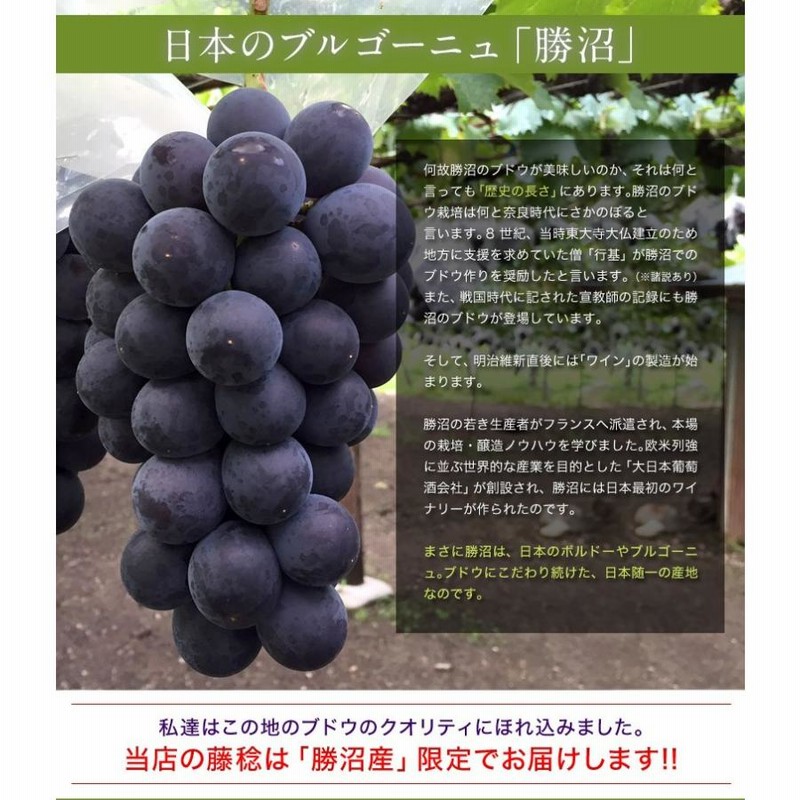 山梨県勝沼産　ぶどう　房　粒　販売　ご注文専用 葡萄 ふじみのり 山梨県勝沼産 大粒ぶどう 藤稔 4Lサイズ×2房 (1