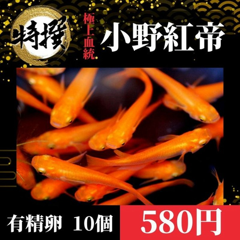 メダカの卵 小野紅帝 有精卵 10個 紅帝 こうてい 楊貴妃 観賞魚 めだか たまご ゾウリムシ ミジンコ Psb 生クロレラ と同梱包可能 通販 Lineポイント最大get Lineショッピング