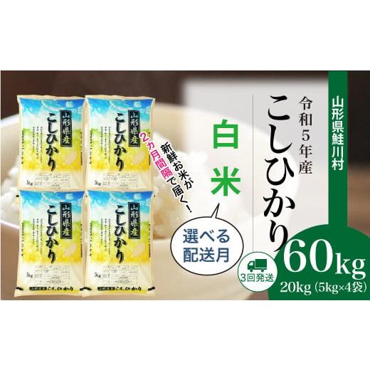 ふるさと納税 山形県 鮭川村 令和5年産　鮭川村　コシヒカリ60kg定期便（20kg×3回発送）