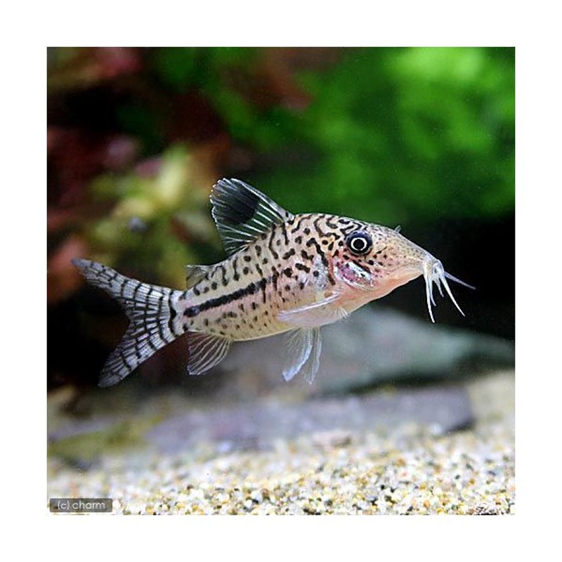 熱帯魚 コリドラス レオパルダス ペルー ワイルド ３匹 北海道航空便要保温 通販 Lineポイント最大0 5 Get Lineショッピング