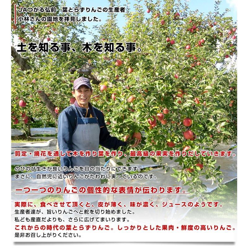 青森県より産地直送 JAつがる弘前 葉とらず太陽ふじりんご 糖度13度以上 約3キロ×2箱（9玉から13玉×2箱） 送料無料 林檎 サンフジ 津軽