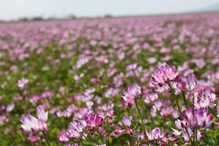 昔ながらの有機れんげ栽培 小郡産 「恋華米」2kg