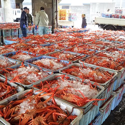 香住産 茹で香住がに 特大 約700g ベニズワイガニ 紅ずわいがに 紅ズワイガニ 香住ガニ カニ かに 蟹 お取り寄せ 産地直送 ギフト