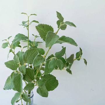 北歐高仿真綠色植物薄荷葉插花葉子客廳擺件裝飾餐廳攝影道具假花