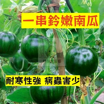 🌱早熟高產（一串鈴南瓜種子NG-41）耐寒性強 病蟲害少 金瓜  易生長  高產 抗病抗旱易種植 高產爬藤蔬菜種子