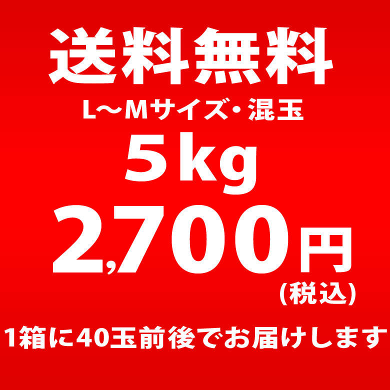 じゃがいも  北海道  グラウンドペチカ 変わった品種 送料無料 5ｋｇ 産地直送 ジャガイモ  北海道産