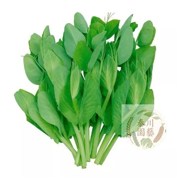 四季豌豆苗種子 特大豆尖水培荷蘭豆芽豌豆尖芽種子 7天快採 嫩梢極品｜火鍋清炒 鮮甜無比｜室內可種 四季可收