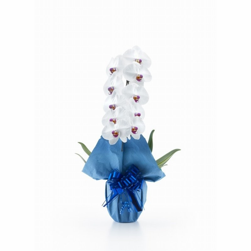 胡蝶蘭 白赤大輪 １本立ち １０輪以上 可愛い ギフト 御祝い 開業祝い 就任祝い 新築祝い 周年祝い お歳暮 記念日 花 鉢植え 幸福 お勧め 通販 Lineポイント最大0 5 Get Lineショッピング