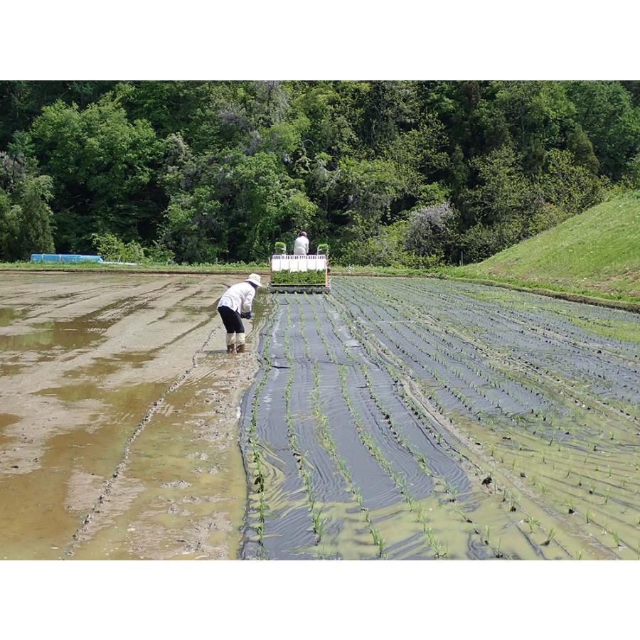 全額返金保証 無農薬 こしひかり 450g 白米 玄米 長野産 米