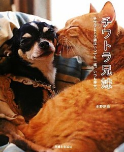  チワトラ兄妹 チワワとトラ猫はいつでも一緒。いつも幸せ。／永野沙由