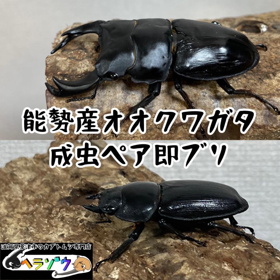 国産カブトムシペア 標本-