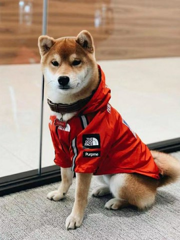 寵物狗狗衣服黃色防水沖鋒衣柴犬法斗防雨透氣兩腳連帽外套狗雨衣