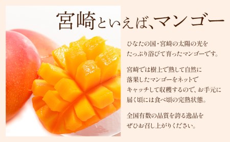 《2024年発送》宮崎県産完熟マンゴー2玉(計 約500g以上) 　マンゴー 宮崎マンゴー 完熟マンゴー みやざきマンゴー