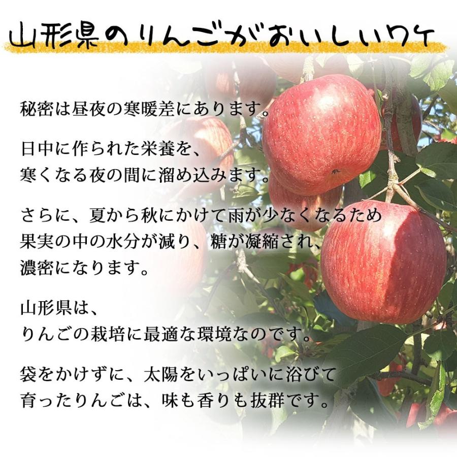 フルーツ りんご 10kg 大玉 贈答用 約36玉 ふじりんご 12月発送予定 山形県産 送料無料 蜜入り