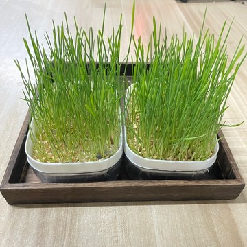 【茗源茶坊】貓草種子 貓草水培盒 貓草 貓草合 貓薄荷 大麥 小麥